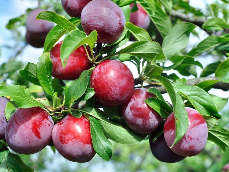 Plum Plant Exporter,Plum Plant Supplier from Saharanpur Uttar Pradesh