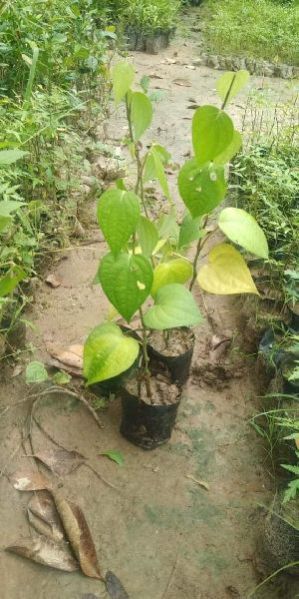 Black Pepper Plants