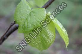 Organic Linden Leaves