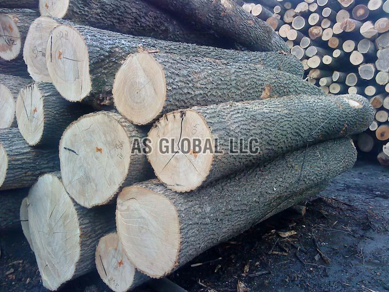 Ash Wood Logs