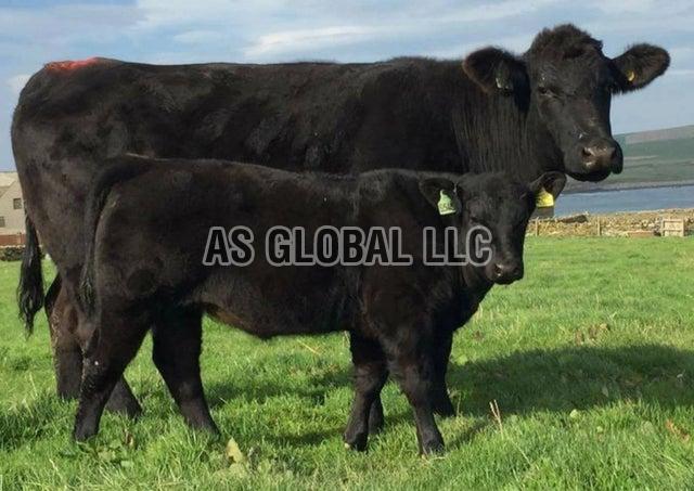 Live Angus Cattle