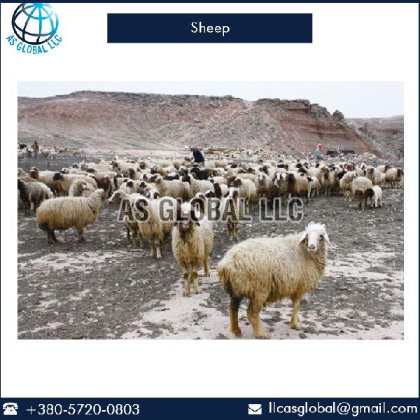 Live Awassi Sheep