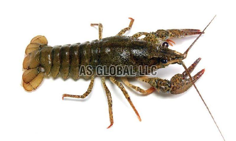 Live Crayfish