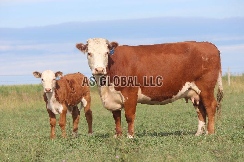 Live Hereford Cattle