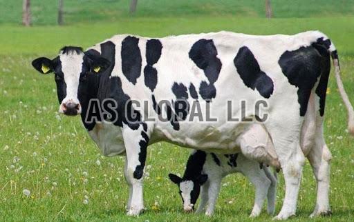 Live Holstein Friesian Cattle