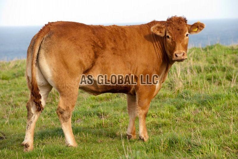 Live Limousin Cattle Exporter In Ukraine Live Limousin Cattle Suppliers From Ukraine