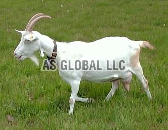 Live Saanen Goat