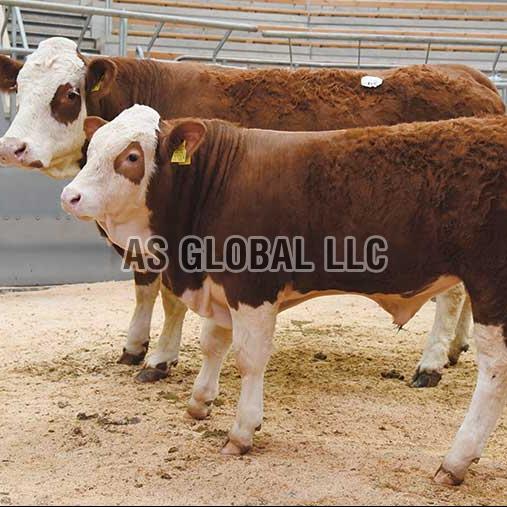 Live Simmental Cattle