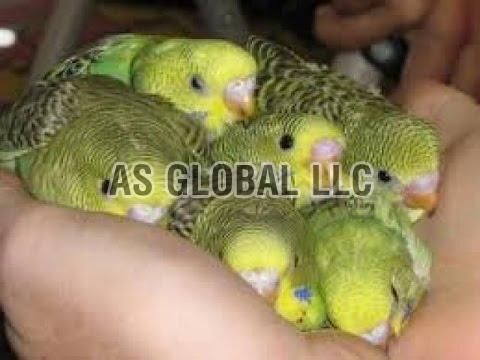 Live Parrot Chicks