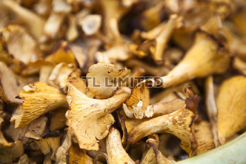 Brown Dry Oyster Mushroom