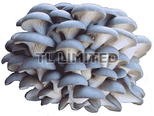 Grey Dry Oyster Mushroom