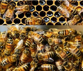 Bee Breeding Services