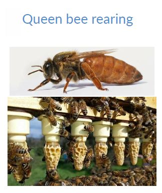 Queen Bee Rearing Services
