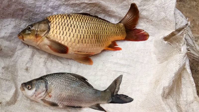Bangaru Teega Fish
