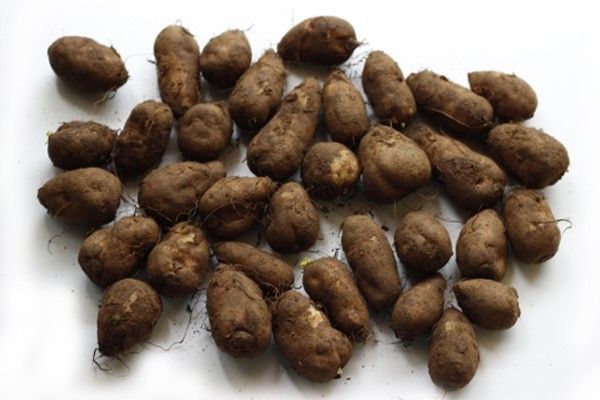 Chinese Potato