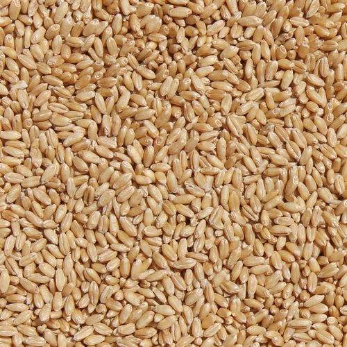 Tejas Wheat Seed