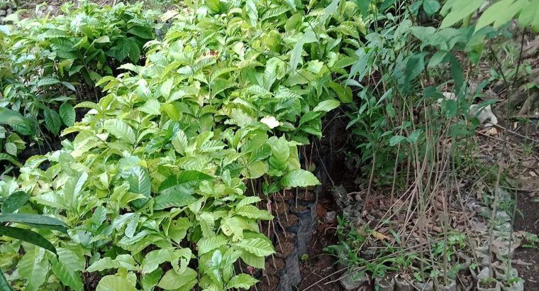 Coffee Rubosta Grafted plant