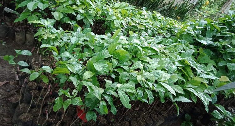 Coffee Rubosta Grafted plant