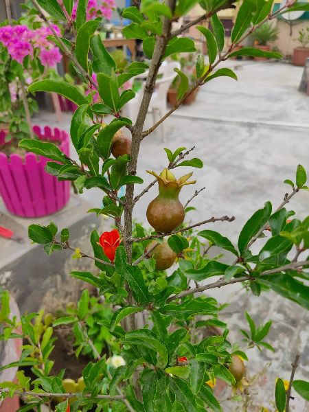 Dwarf Pomegranate Plant's