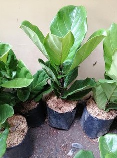 Ficus Lyrata (Fiddle Leaf Fig) Plant