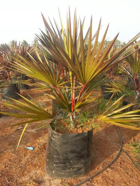 Latania Palm Tree