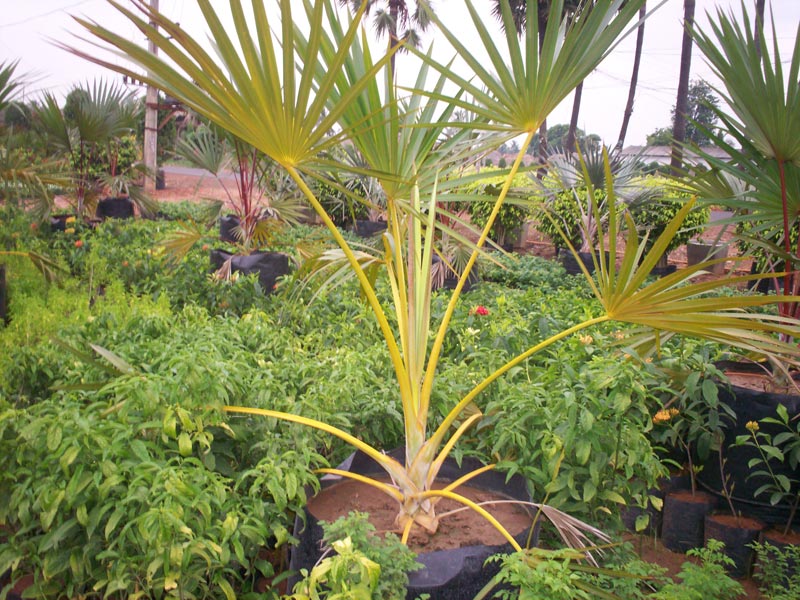 Latania Palm Tree