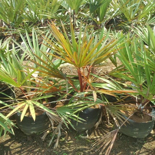 Latania Palm Tree