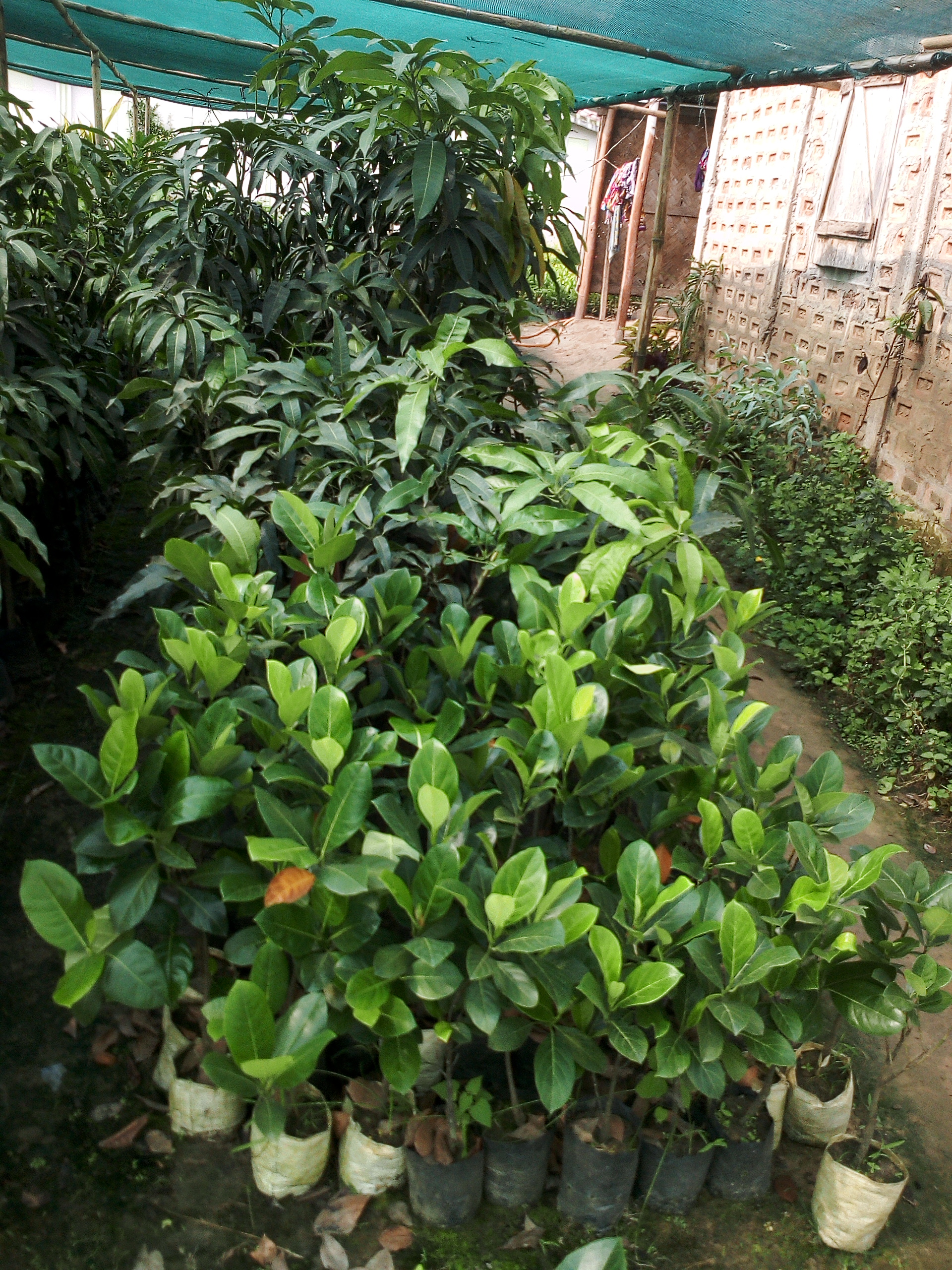 Jackfruit Plants