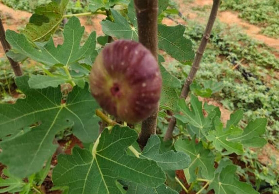 bellary  Fig  plant