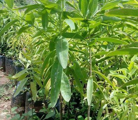 Sri Gandha  sandal wood plant