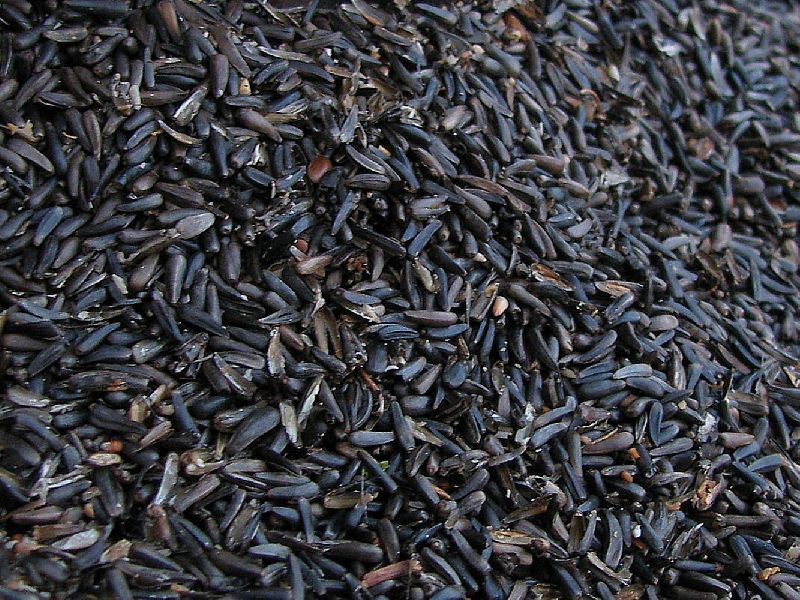 Nigella Seeds