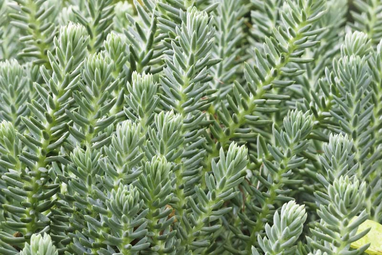Sedum reflexum (Blue Spruce Stonecrop) Plant