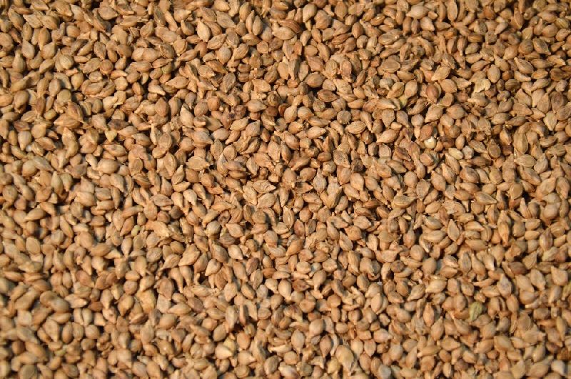 Brown Millet
