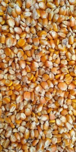 Yellow Maize Seeds