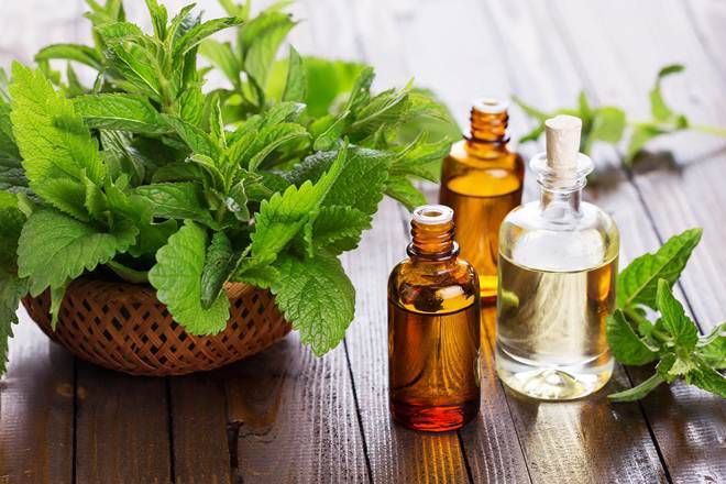 Mentha Oil