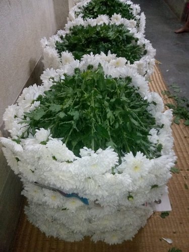 Kolkata Chrysanthemum Star white Flower