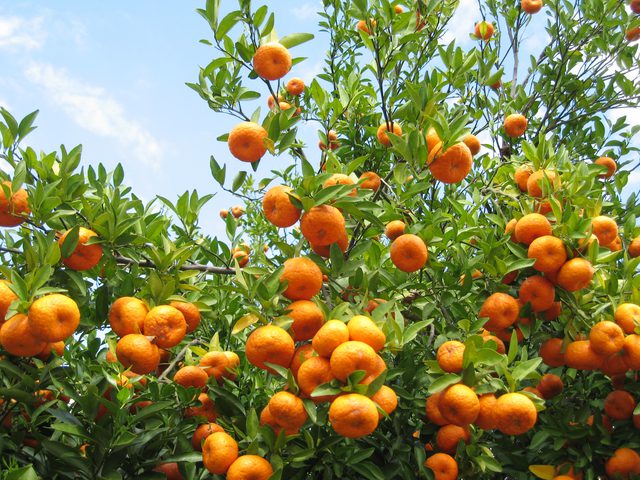 Arunachal Pradesh Orange