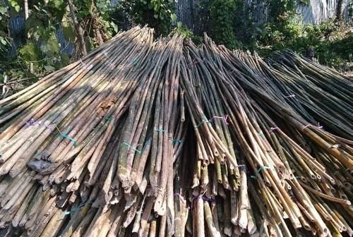 Bijli Bamboo Poles