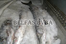 Frozen Barracuda Fish