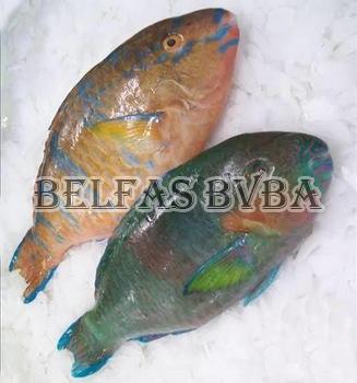 Frozen Parrot Fish