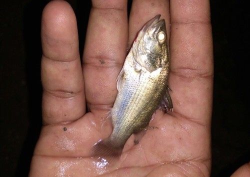 Vetki Fish Seed