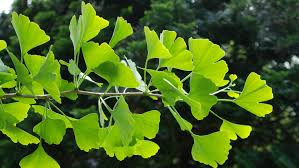 Ginkgo Biloba Herb