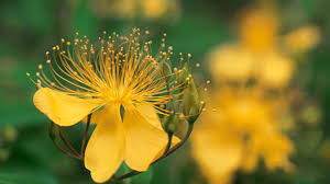 St John Wort Herb