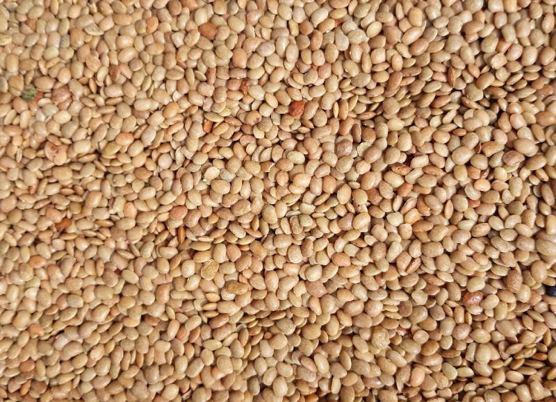 Brown Horse Gram