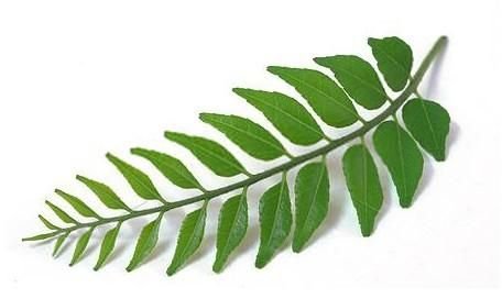 Curry Leaves