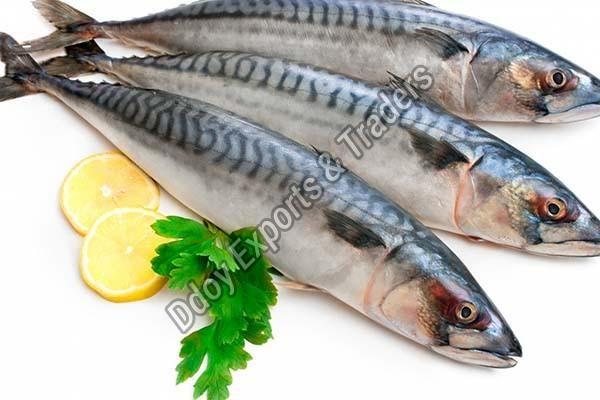 Fresh Vanjaram Fish Exporter Wholesale Fresh Vanjaram Fish 