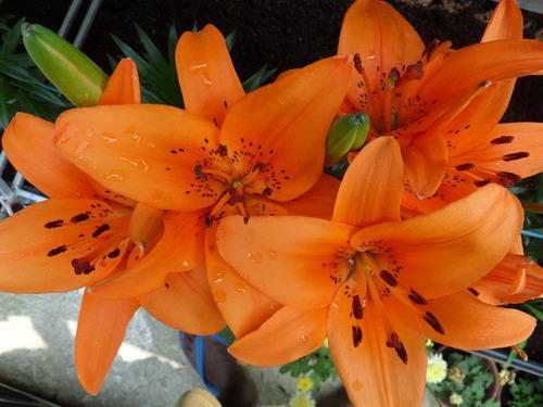 Orange Asiatic Lily Plant