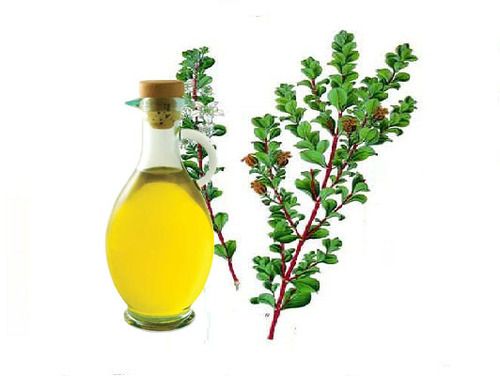 Organic Betulina Oil