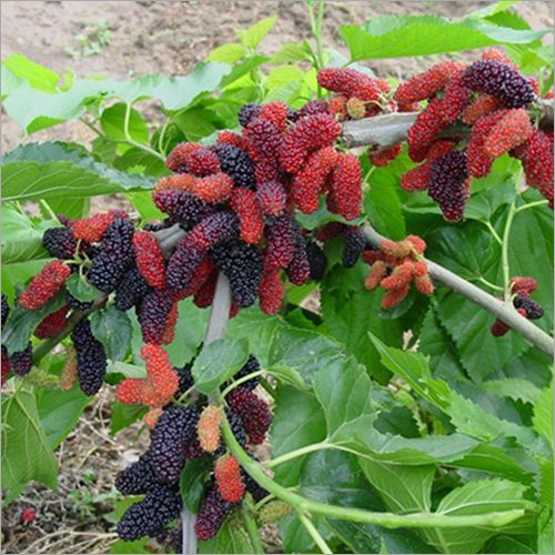 Wholesale Mulberry Plant,Mulberry Plant Manufacturer & Supplier in Pune ...