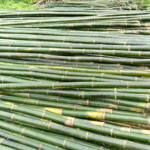 Assam Green Bamboo